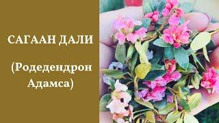 Сагаан дали. Рододендрон Адамса. Бурятия