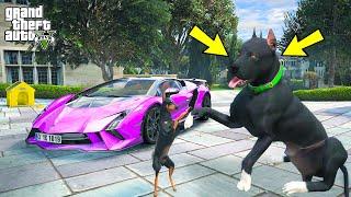 SİYAH PİTBULL TYSON YETİM DOBERMAN PAŞA'YI EVLAT EDİNİYOR! - GTA 5