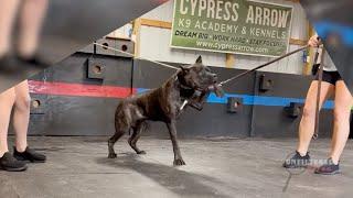 Caught on Camera: Alleged dog abuse at K9 Training Academy