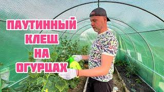 Как защитить огурцы от паутинного клеща.