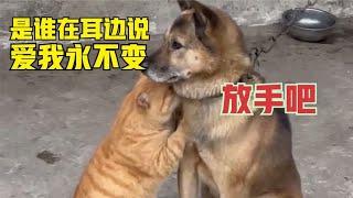 猫后生配音秀：猫：二狗哥你怎么了，这都不为所动？