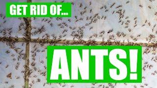 How To Get Rid Of Ants (3 Easy Steps) Guaranteed