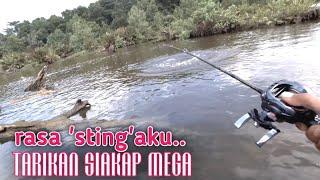 SIAKAP 2.6Kg  PAKSA AKU MASUK PAYA KEJAR IKAN