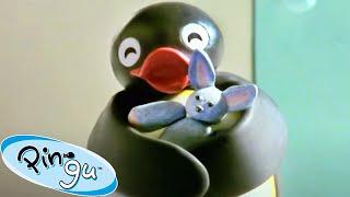 Where is the Rabbit?  | Pingu - Official Channel | Cartoons For Kids