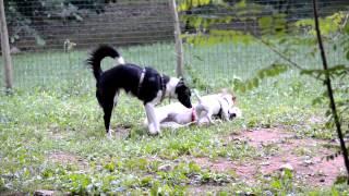 Puppy Class_richiamo e gestione in libertà 14.6.12