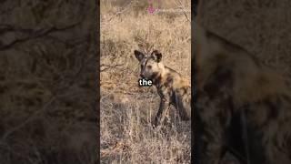 Wild Dogs: Hot Springs Pack #documentary #history #motivation #animals #national geographic