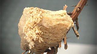 Praying Mantis Egg Hatched - Lets See What’s Inside