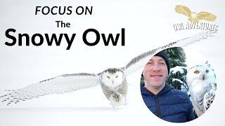 Focus on the Snowy Owl | The beautiful predator and how it survives in the harsh arctic conditions