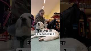 #lehrerin #grundschullehrerin #lehramtsstudium #schule #schulhund #lehrer #grundschule #vlog