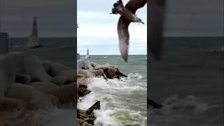 Seagulls Try To Take Out Drone Over Lake Michigan #photography #seagull