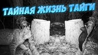 ТАЙНАЯ ЖИЗНЬ ТАЁЖНЫХ ОБИТАТЕЛЕЙ. РЫСЬ, КУНИЦА, НОРКА...