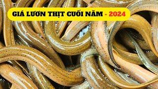 Cập Nhật Giá Lươn Thịt Cuối Năm 2024 - Trại Giống Đông Sơn