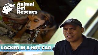 SPCA's Urgent Rescue Mission to Save Puppy Trapped in Hot Car | Full Episode | Animal Pet Rescues