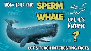 How did the Sperm Whale Get Its Name ? | Let's Teach Interesting Facts