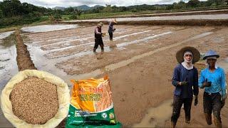 PAGLALAGAY NG PUNLANG PALAY SA ATING GINAWANG IRASAN SA AREA 3