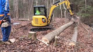 Cat mini excavator clearing for driveway at the hunting camp with a dull saw!