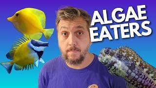 Best Algae-Eating Fish for Your Reef Tank! (2024)