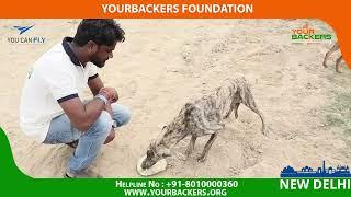 8th Nov 2022 Feed the Stray Animals – An initiative by the Yourbackers New Delhi