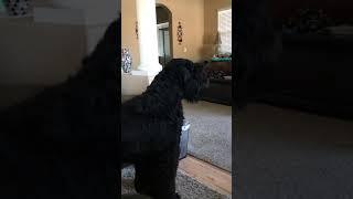 Black Russian Terrier A True Guard Dog and Protector