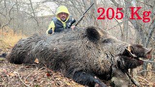 205kg lik Dev Yaban Domuzu / Giant Wild Boar 205kg !!!