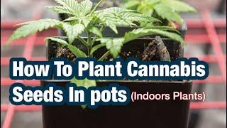 How to Plant Cannabis Seeds Indoors.(The Best Tips)