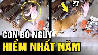 Con bò nguy hiểm nhất hành tinh | Hài Tin Việt mới nhất - Đọc Suy Nghĩ Động Vật | Tô Tin Tức