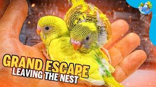 What's Behind the Great Budgie Escape?