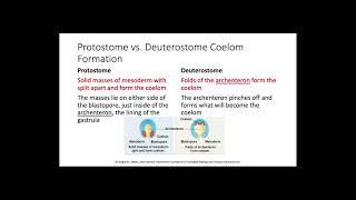 Protostomes vs Deuterostomes