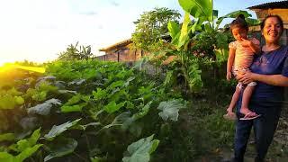 Okra Farming Success: Secrets to a Profitable Okra Business in Pangasinan!