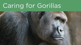 Caring for Gorillas