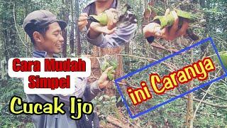 Cara mudah dan jitu mikat cucak ijo !!! Langsung Lengket. #Cucakhijau #Cucakijogacor #pikatcucakijo