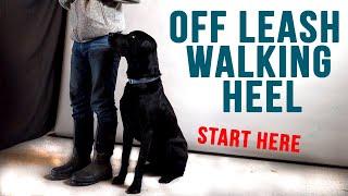 How To Train Your Dog To Walk Beside You Without A Leash