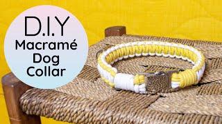 DIY Macrame Dog Collar | How to make a Simple Dog Collar