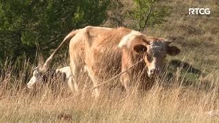 AGROSAZNANJE - Medjvedi upali na imanje Željka Ćalića sa katuna Trešnjica