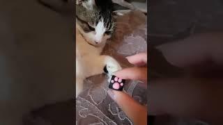 Took my cats paw as a keycap!?  #shorts #catpawkeycaps #viral