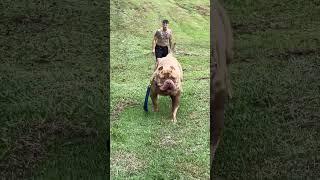 Biggest Pitbull Dog In The World  #shorts #dog #pitbull #yt #ytshort