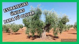 Strategies that you Will not find anywhere for your olive grove