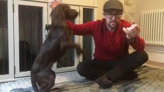 Clicker training a puppy or older dog - video 2; how to start