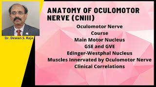 Anatomy of the Oculomotor Nerve(CNIII)