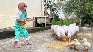 Bibi helps Mom take care of the ducks and chicks and cooks breakfast himself!