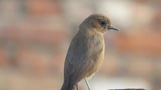 The Everly Brothers On the wings of a nightingale (with lyrics)