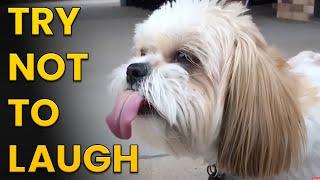 [2 HOUR] Try Not to Laugh Challenge!  | Best Funny Animals & Fails | Funny Videos | AFV Live