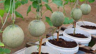 How to grow melons easily with high productivity in plastic containers for beginner