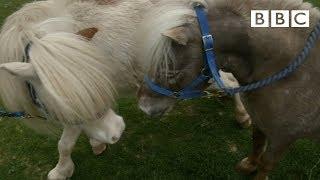 Miniature horses go dating ️ | Ronnie's Animal Crackers - BBC