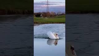 CISNE VOANDO NO LAGO