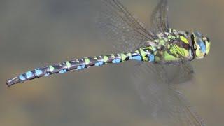 Libelle - Dragonfly - Spektakuläre Flugaufnahmen