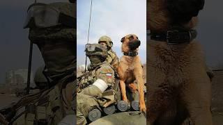 Собаки и Кошки с бойцами ВС РФ  в зоне СВО  #Shorts #SlavaYa