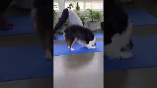 The most adorable yoga buddy ️ 
