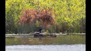 Building and siting artificial nesting platforms for loons