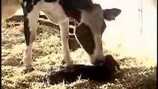 Caring for Newborn Dairy Calves Video